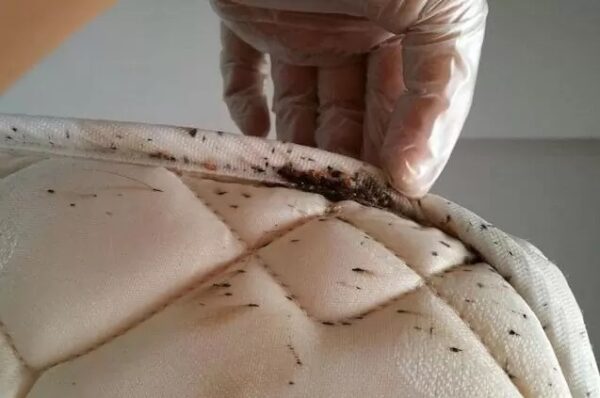 ساس در تخت و تشک